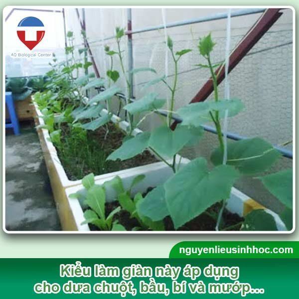 Làm Giàn Dưa Chuột Hiệu Quả, Đơn Giản