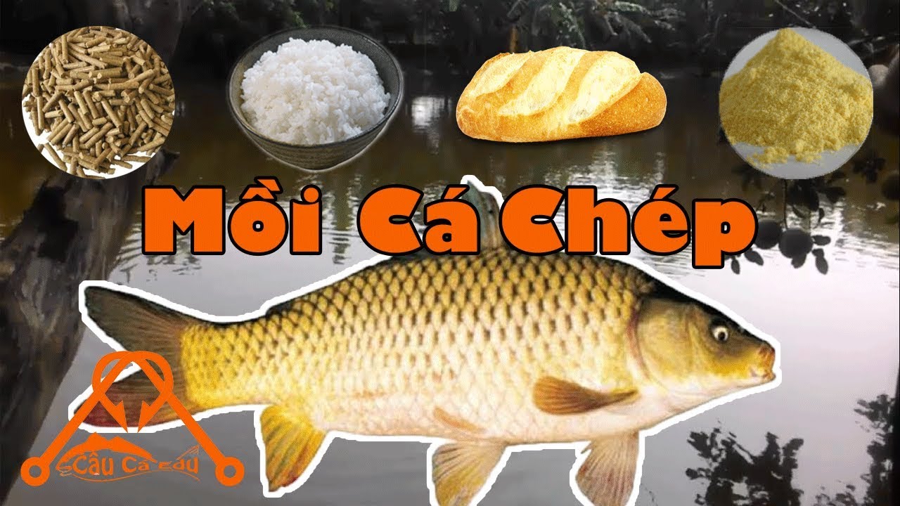 Làm Mồi Câu Cá Chép Hiệu Quả