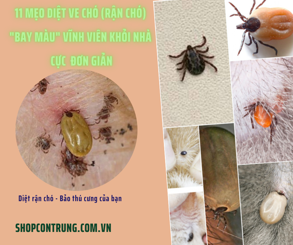 Cách Diệt Ve Chó Xung Quanh Nhà Hiệu Quả Gallery 1