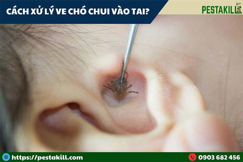 Cách Trị Ve Chó Trong Lỗ Tai Chó Gallery 1