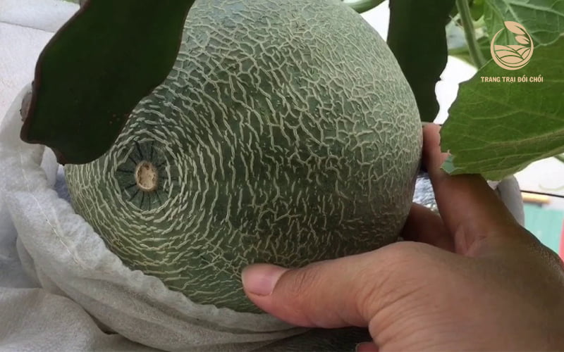 Làm sao biết dưa lưới chín?