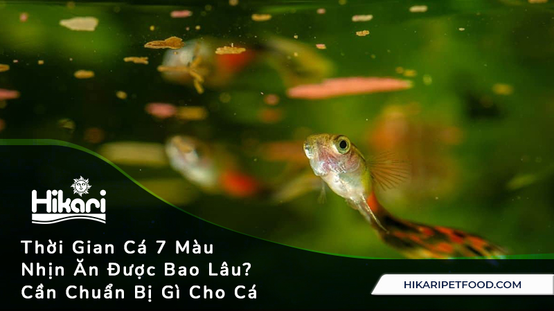 Cá 7 màu nhịn ăn được bao lâu? Gallery 2