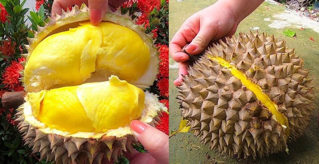 Làm sao để biết sầu riêng chín?