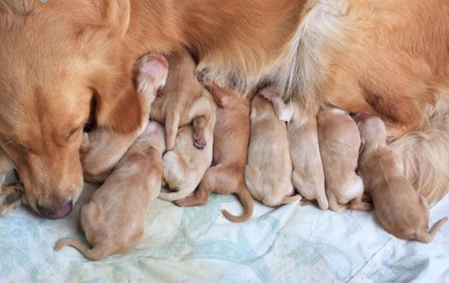 Làm Sao Để Chó Con Hết Kêu?