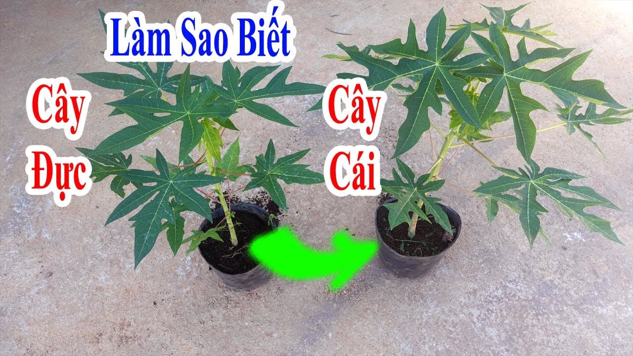 Cây đu đủ đực có quả không? Gallery 2