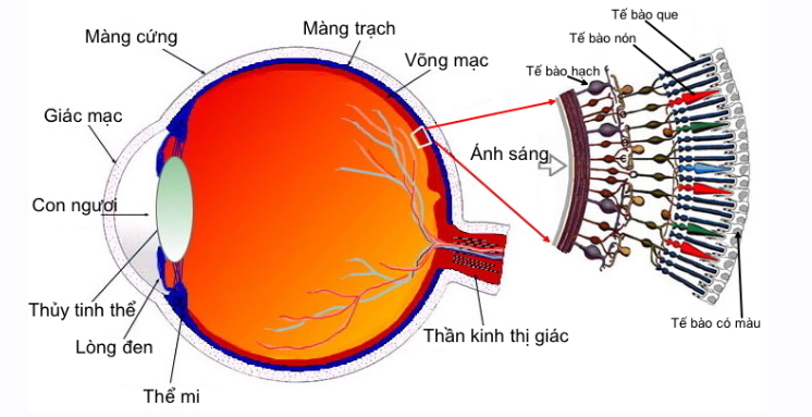 Điểm cực cận là gì? Gallery 2