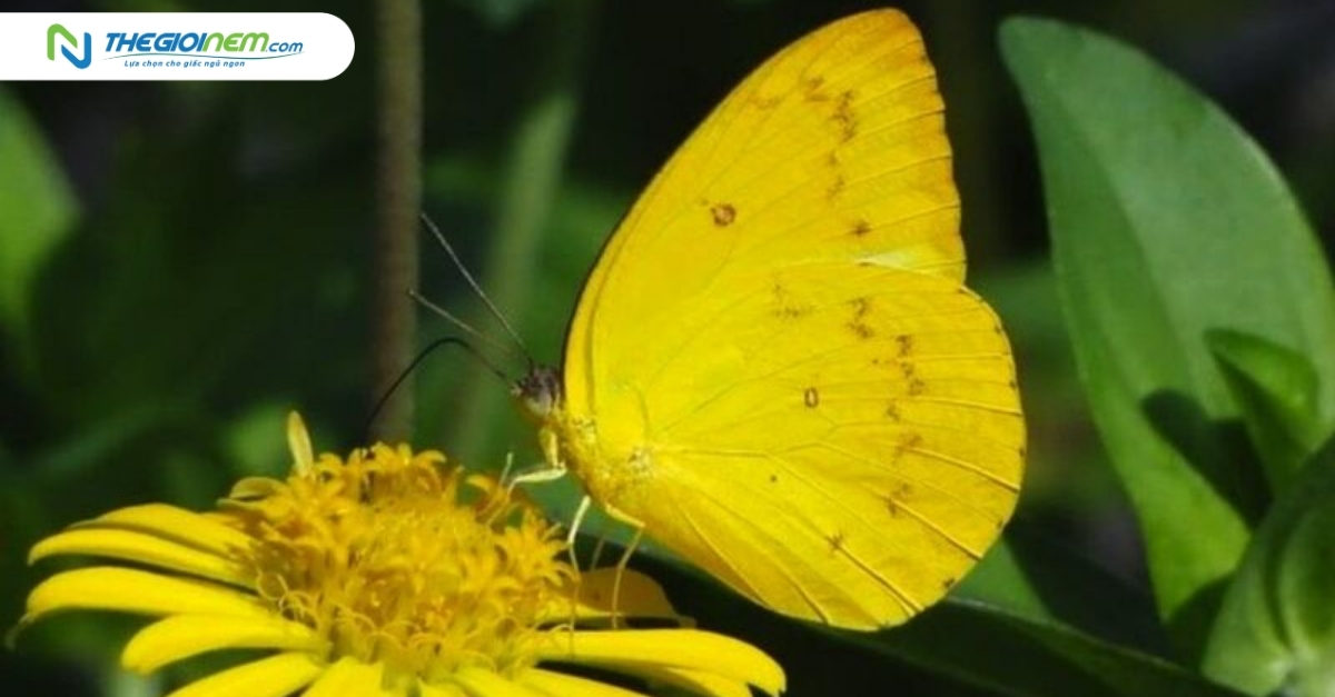 Con Bướm Đánh Đề Số Mấy? Gallery 2