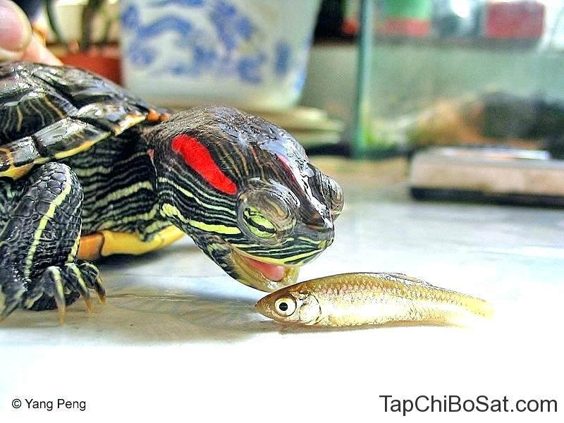 Rùa Tai Đỏ Sống Được Bao Lâu? Gallery 2