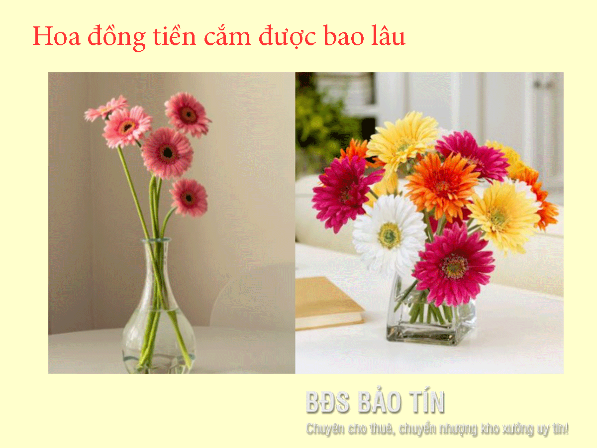 Hoa Đồng Tiền Nở Bao Lâu Thì Tàn? Gallery 2