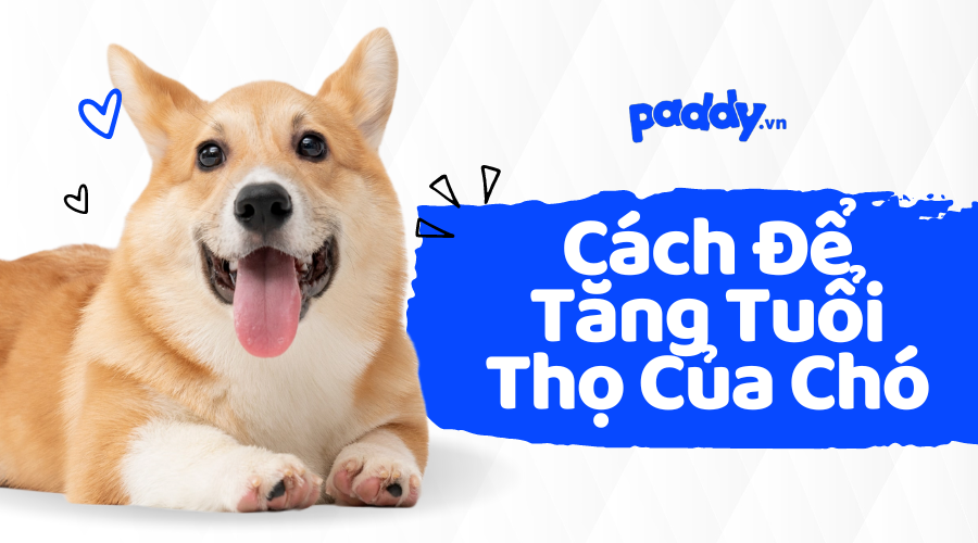 Tuổi Thọ Chó Cỏ Là Bao Nhiêu? Gallery 2