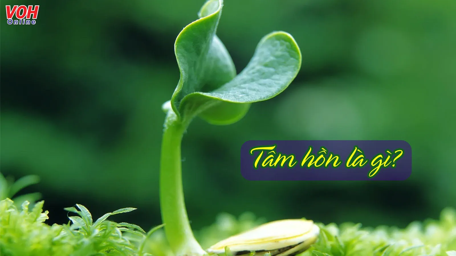 Mở rộng tâm hồn là gì? Gallery 2