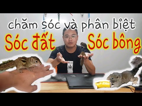 Tiếng Sóc Bông Kêu Nghe Như Thế Nào? Gallery 2
