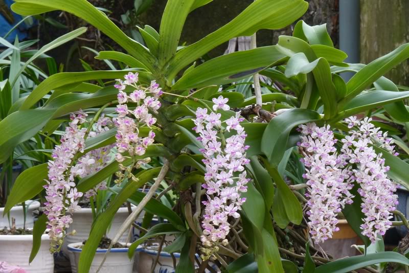 Lan Đai Châu Rừng Có Mấy Loại? Gallery 2