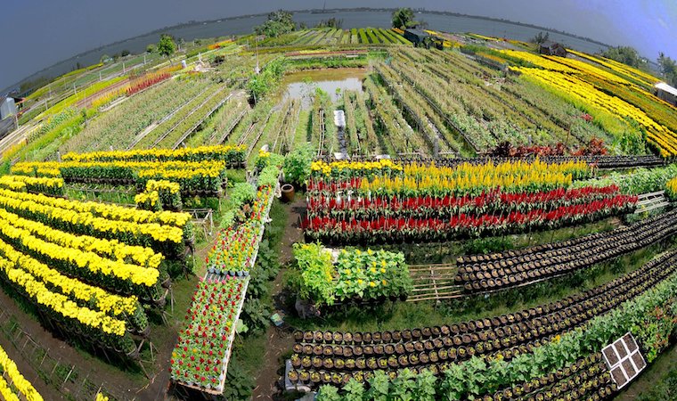 Làng Hoa: Khám Phá Thế Giới Hoa Tươi Thắm