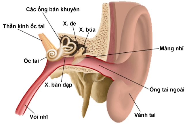 Nguyên Nhân Gây Ù Tai: Giải Đáp Thắc Mắc Của Bạn