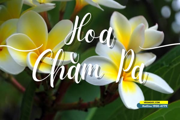Hỏa Châm Là Gì? Gallery 2