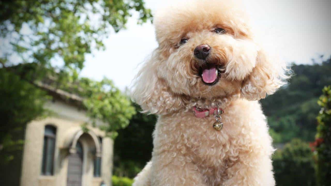 Nguồn gốc chó Poodle Gallery 1