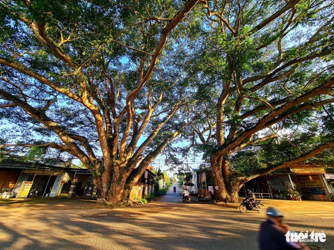 Ngã Ba Cây Điệp Gallery 1
