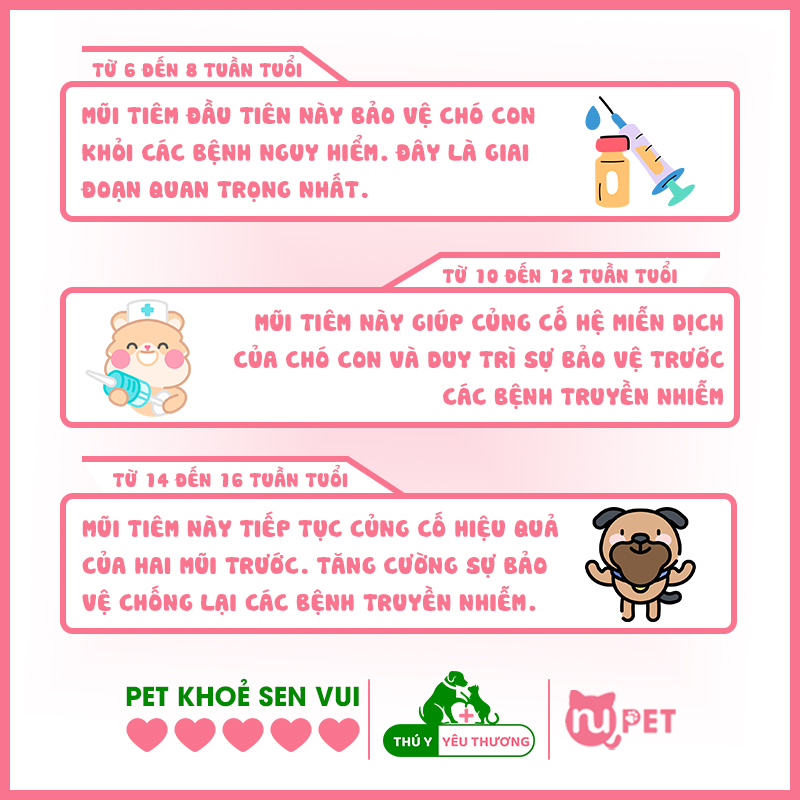 Chó cần tiêm những mũi gì? Gallery 1