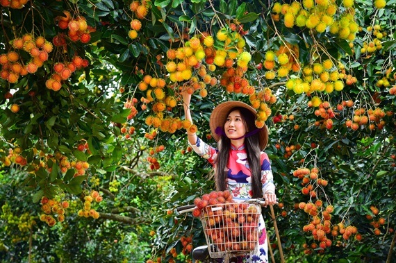 Vườn Trái Cây Ba Chín Gallery 2