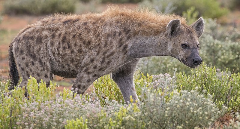 Hyena: The Ultimate Guide to These Misunderstood Creatures