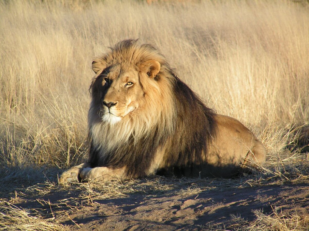 Lion in English Gallery 1