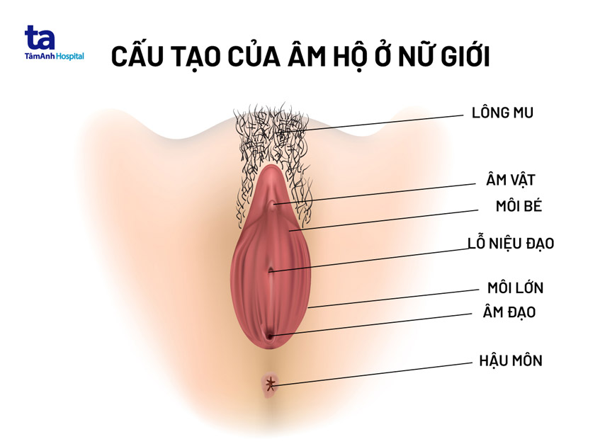Lỗ nhị là gì?