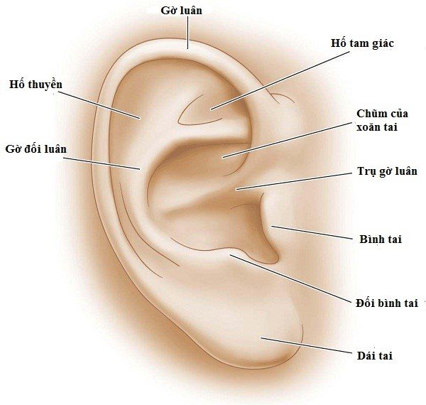 Lỗ Tai Cây Là Gì?