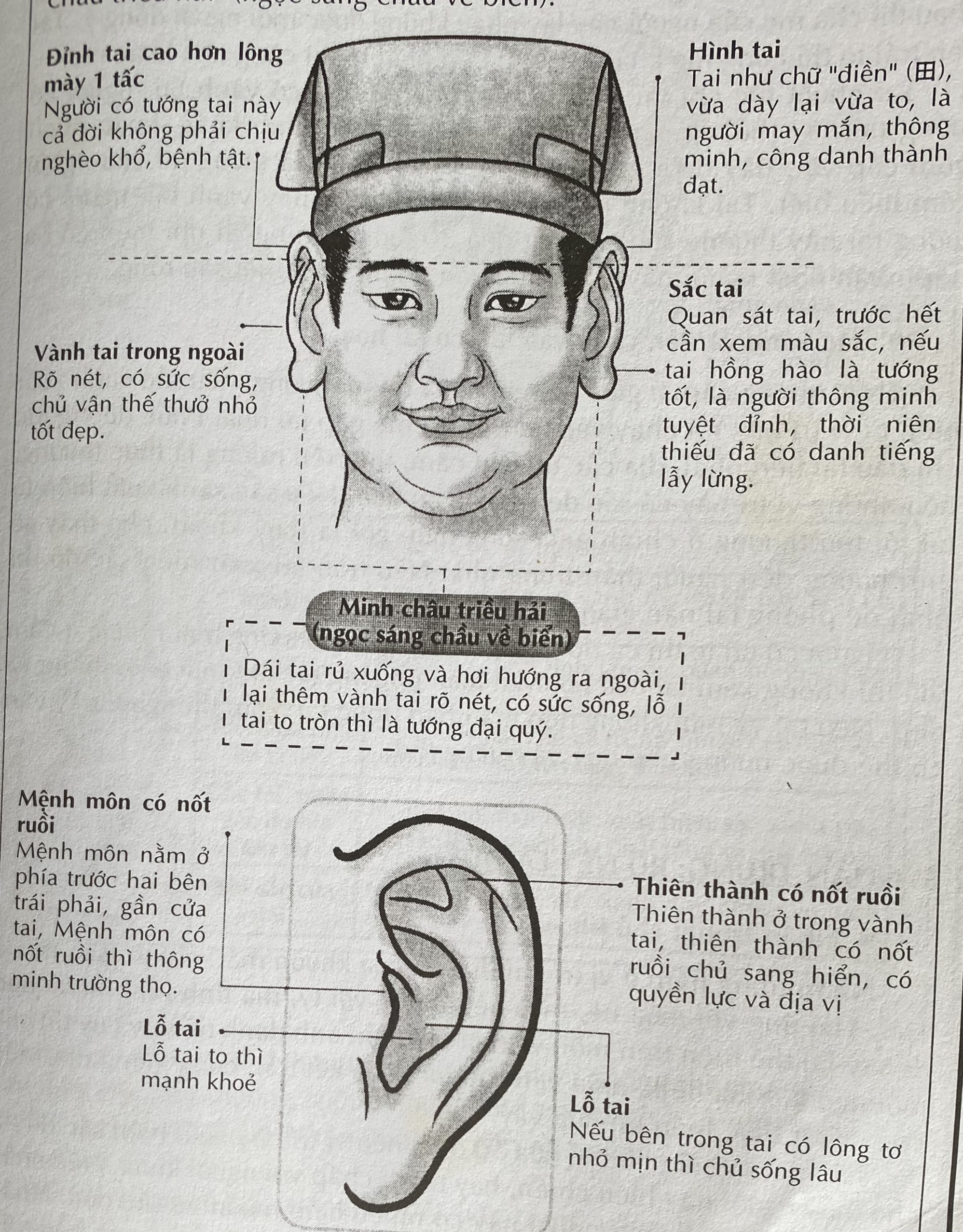 Lỗ Tai Cây Nghĩa Là Gì?