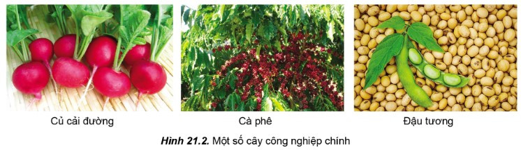 Loại cây nào sau đây không trồng nhiều ở miền nhiệt đới? Gallery 2