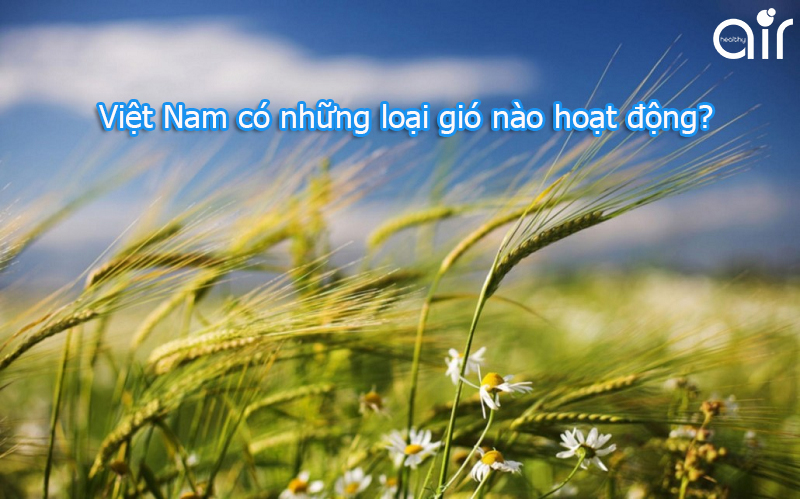 Loại gió nào hoạt động quanh năm ở nước ta?