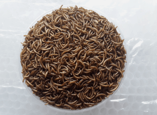 Sâu cho chim ăn: Loại sâu nào tốt và cách cung cấp Gallery 1