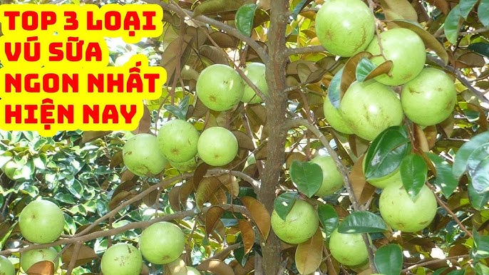 Loại Vú Sữa Ngon Nhất