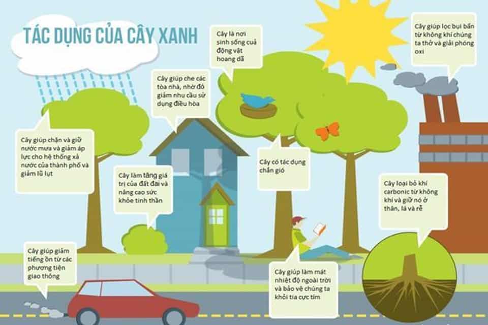 Cây xanh có quan trọng với cuộc sống của con người không? Vì sao? Gallery 2