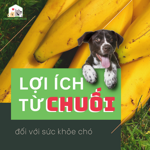 Chó ăn được chuối không? Gallery 1