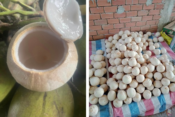 Dừa trọc có tốt không? Gallery 1