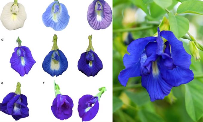 Bác sĩ nói gì về hoa đậu biếc? Gallery 1
