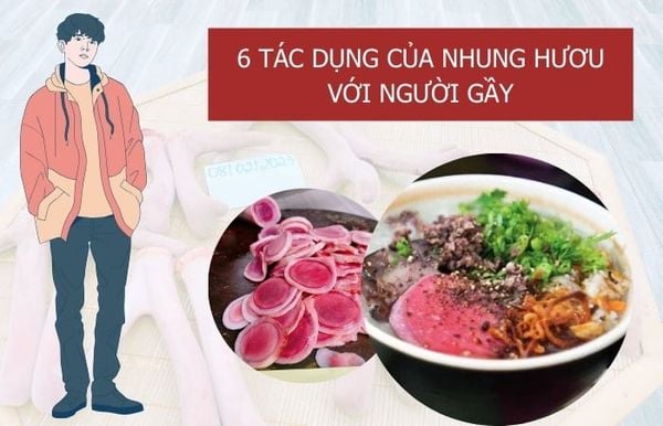 Cách dùng nhung hươu giúp người gầy tăng cân hiệu quả Gallery 1
