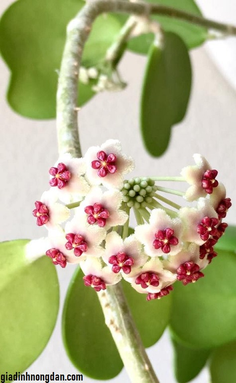 Cẩm Cù Trái Tim: Ý Nghĩa, Lợi Ích và Cách Rèn Luyện Gallery 2