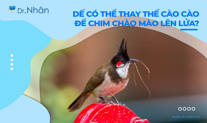 Có Nên Cho Chào Mào Ăn Nhiều Cào Cào? Gallery 1