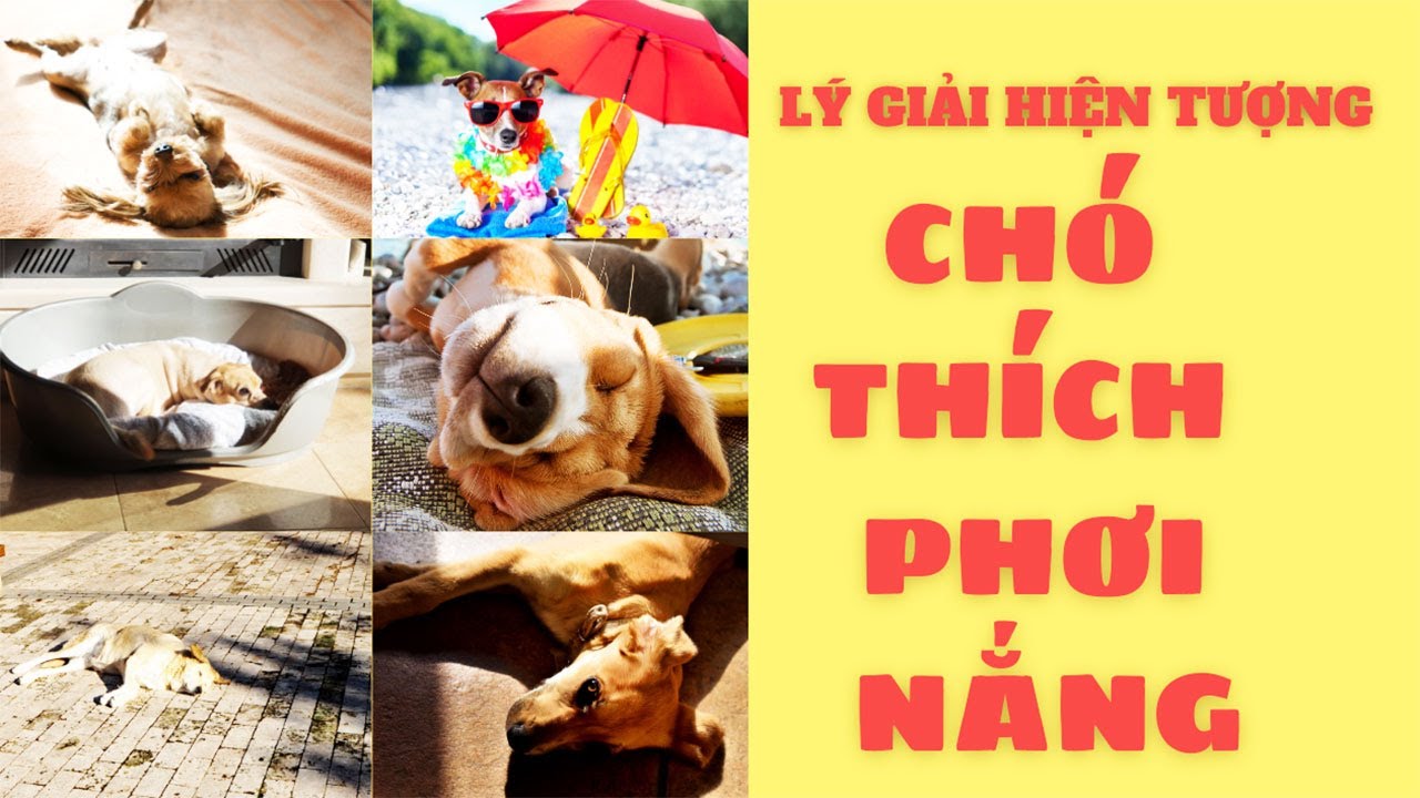 Tại Sao Chó Thích Phơi Nắng? Gallery 1