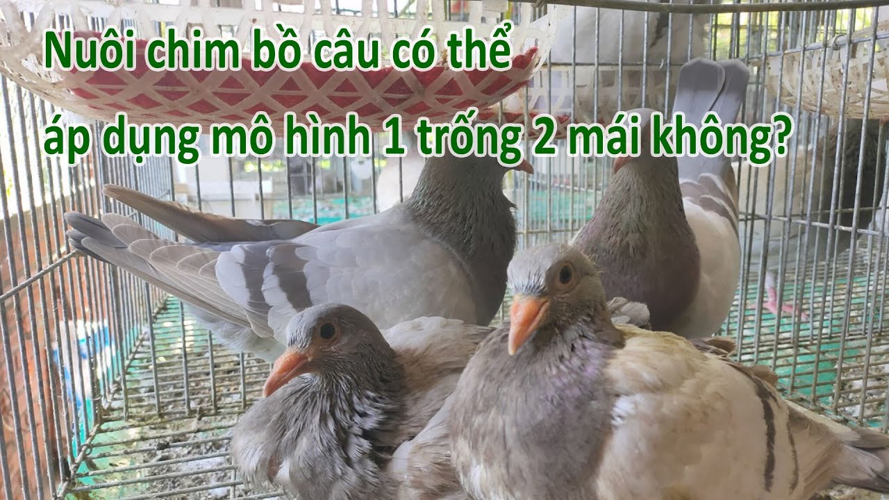 Ghép bồ câu 1 trống 2 mái Gallery 1