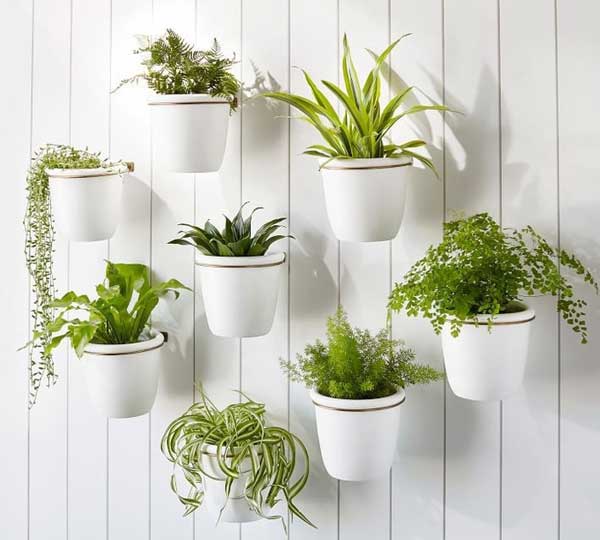 Chậu Cây Treo Tường Trong Nhà: Giải Pháp Trang Trí Xanh Mát và Tiện Lợi Gallery 1