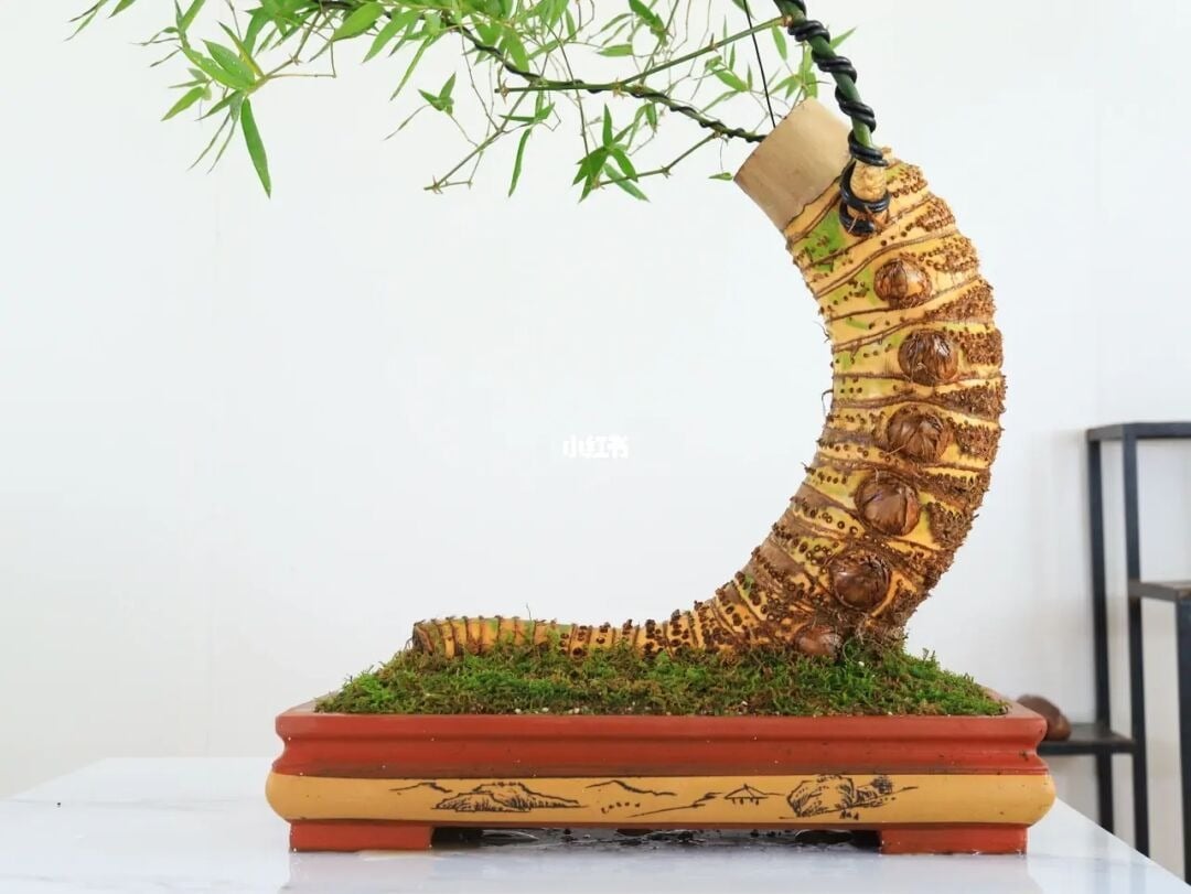 Gốc Tre Làm Cảnh: Tạo Điểm Nhấn Thiền Tĩnh Cho Không Gian Sống Gallery 1