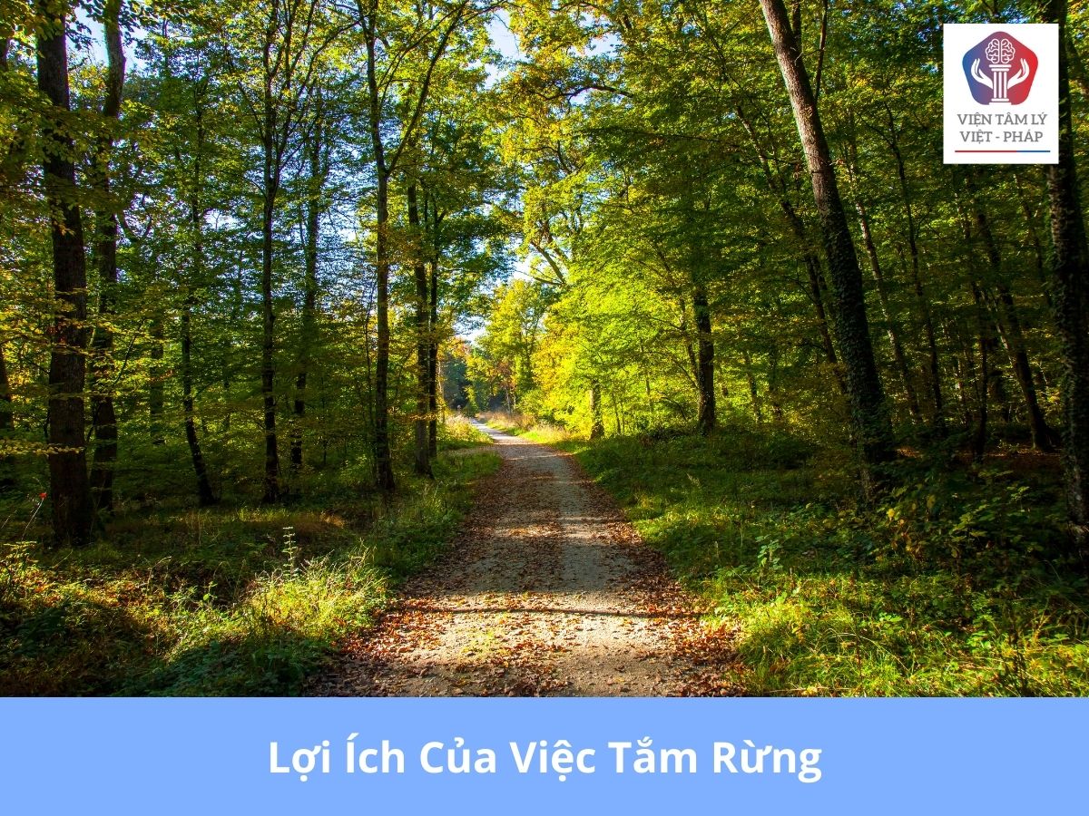 Tắm Rừng Là Gì? Gallery 1