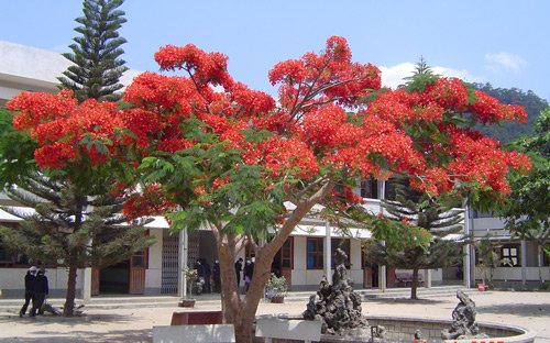 Những Cây Bóng Mát Ở Trường Gallery 2
