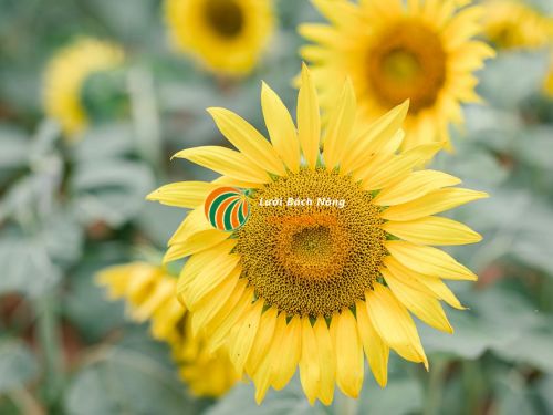Cây Hướng Dương Con Gallery 2