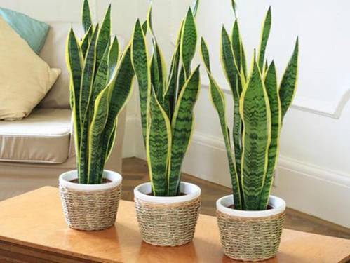 Trồng cây lưỡi hổ trong nhà có tốt không? Gallery 1