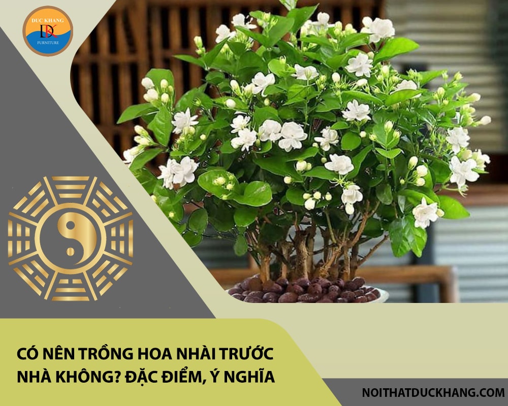 Trồng hoa nhài trước nhà có tốt không? Gallery 1