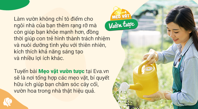 Tưới Nước Vo Gạo Cho Cây Hoa Giấy Gallery 1